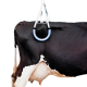 The phrase "Lève vache" translates to "Lift cow" in English. However, this seems unusual or out of context as a standalone