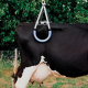 The phrase "Lève vache" translates to "Lift cow" in English. However, this seems unusual or out of context as a standalone