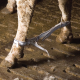 Bovine Obstacles