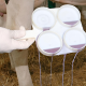 Mastitis screening