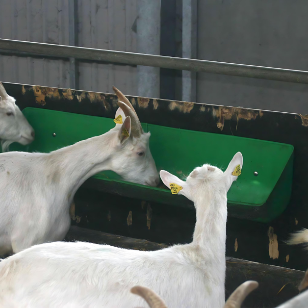 Wall-mounted livestock feeders. Wall-mounted livestock feeders.