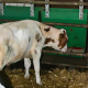 Internal feed hopper 60 liters