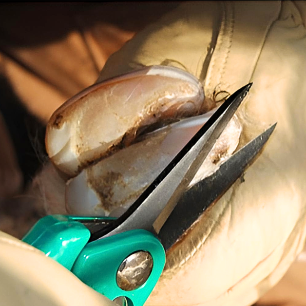 Hoof Shears Hoof Shears