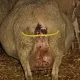 Solutions for the prevention of prolapse