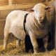 Anti-mating apron for ram