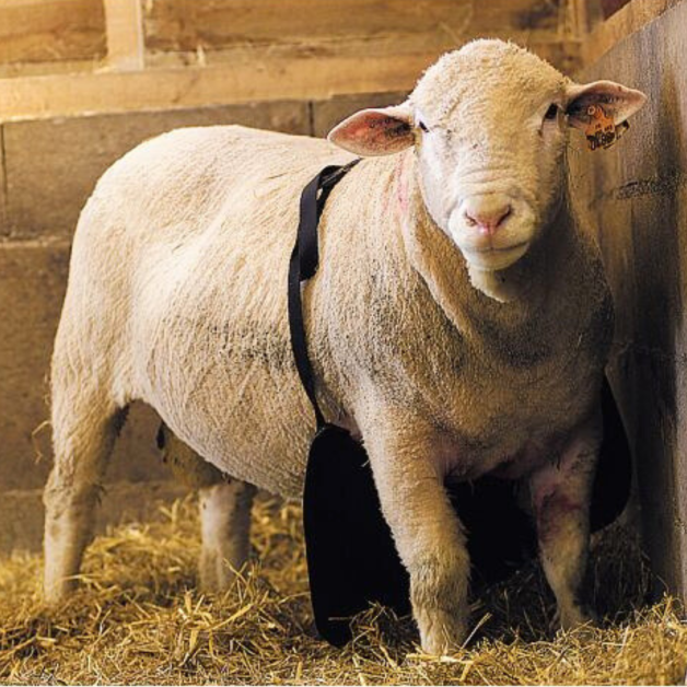 Anti-uitsteekschort voor ram Anti-uitsteekschort voor ram