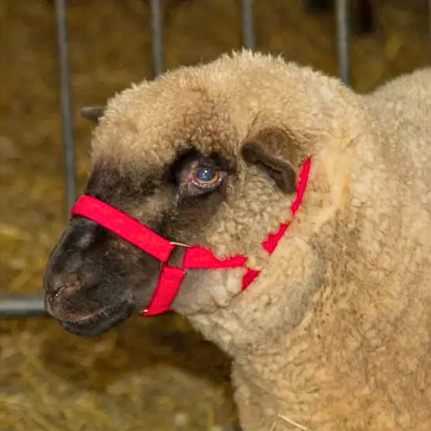 Sheep and alpaca halter Sheep and alpaca halter