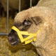 Sheep and alpaca halter