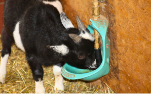 SUEVIA the water trough since 1923