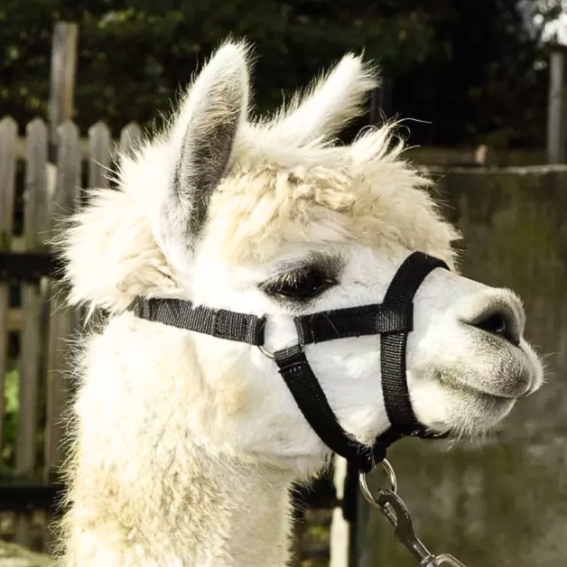 Sheep and alpaca halter Sheep and alpaca halter