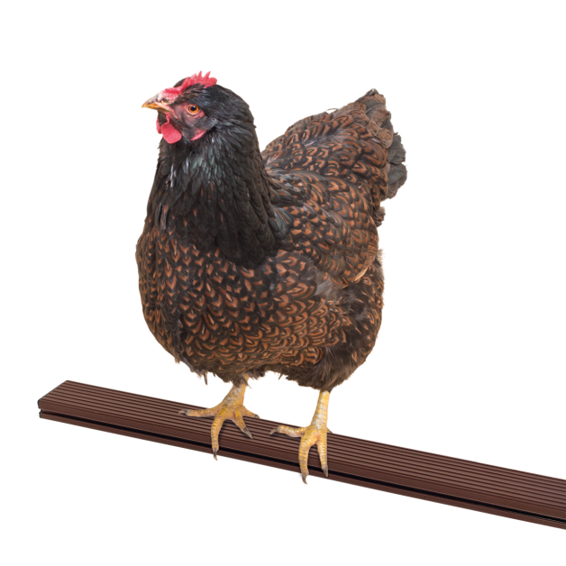 Set of 2 perches for chickens