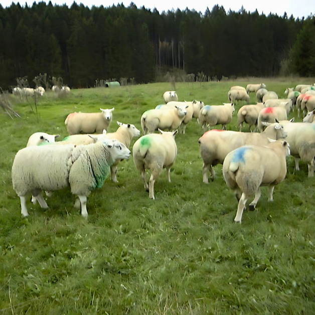 Blokkeerplaat voor ram