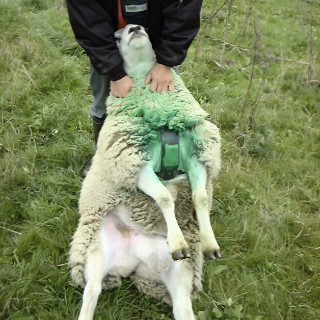Blokkeerplaat voor ram
