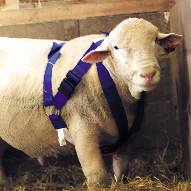 Marker block harness for ram