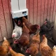 Automatische deurautomaat ChickenGuard All-in-One