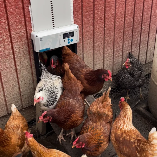 Automatische deurautomaat ChickenGuard All-in-One