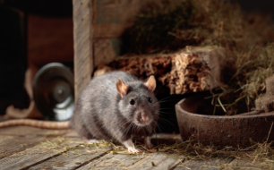 Electric Trap DétruiRAT, the Belgian solution against rats in farming. Electric Trap DétruiRAT, the Belgian solution against rats in farming.