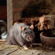 Piège électrique DétruiRAT, la solution belge contre les rats en élevage Piège électrique DétruiRAT, la solution belge contre les rats en élevage