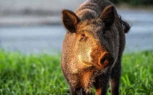 How to protect your land from wild boars with an electric fence? How to protect your land from wild boars with an electric fence?