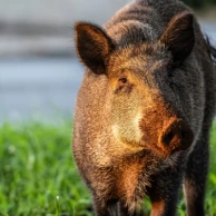 How to protect your land from wild boars with an electric fence? How to protect your land from wild boars with an electric fence?