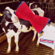 Brosses à vaches HAPPYCOW