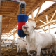 Brosse à vache HAPPYCOW FlexiSwing