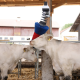 Brosse à vache HAPPYCOW FlexiSwing