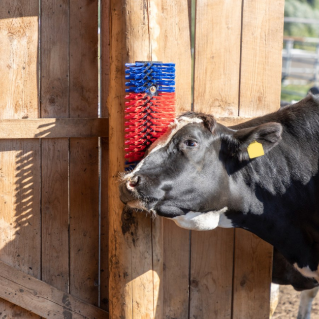 Brosse de grattage Texas à boulonner