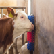 Brosse de grattage Texas à boulonner