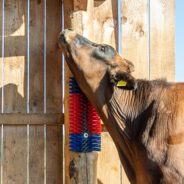 Brosse de grattage Texas à boulonner