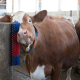 Brosse de grattage Texas à boulonner