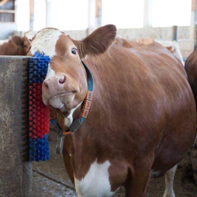 Brosse de grattage Texas à boulonner