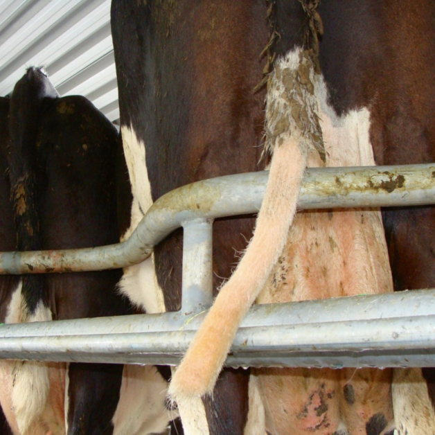 Tondeuse pour queues de vaches TailWell