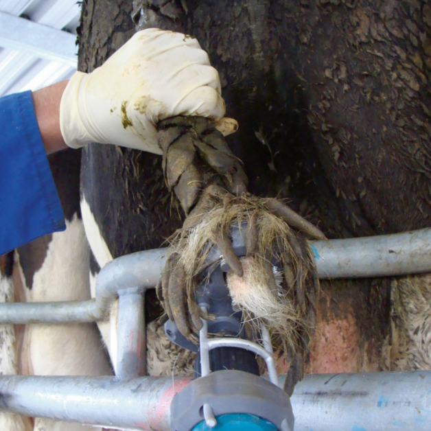 Tondeuse pour queues de vaches TailWell