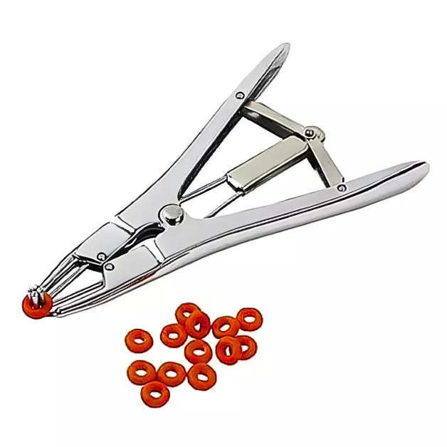 Het couperen van de staarten van foklammeren. Het couperen van de staarten van foklammeren.