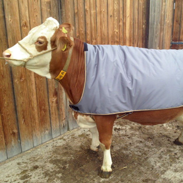 Couverture pour vache