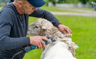 Prepare your sheep shearing before winter: essential clippers and accessories Prepare your sheep shearing before winter: essential clippers and accessories