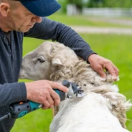 Prepare your sheep shearing before winter: essential clippers and accessories Prepare your sheep shearing before winter: essential clippers and accessories