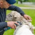 Prepare your sheep shearing before winter: essential clippers and accessories
