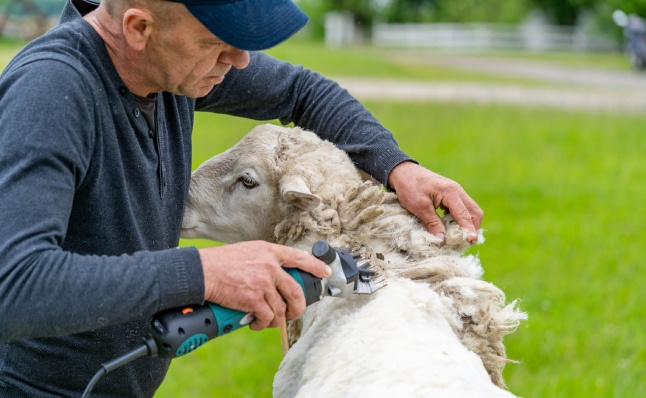 Shep Tools Ideal tools and accessories for sheep shearing