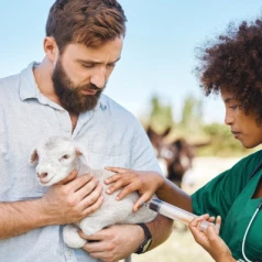 Some tips for effectively deworming your sheep