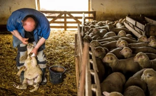 Trimming Sheep Hooves: Tips and Suitable Tools