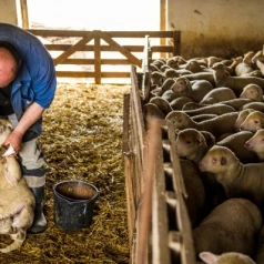 Trimming Sheep Hooves: Tips and Suitable Tools