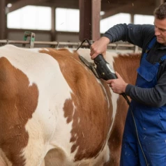 Tonte des bovins : les avantages des différentes tondeuses et peignes
