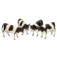 Holstein cows and calves