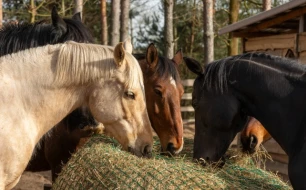 Box ou prairie : le râtelier ou le filet à foin idéal pour votre cheval