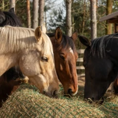 Box ou prairie : le râtelier ou le filet à foin idéal pour votre cheval