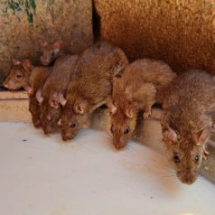 What are the most effective solutions for getting rid of rats in farming?