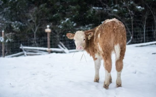 Hoe houd je je kalveren en lammeren warm in de winter met warmtelampen, dekens en strooisel?