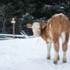 How to keep your calves and lambs warm in winter with heat lamps, blankets, and bedding?